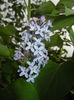 Syringa vulgaris_Lilac (2016, April 08)