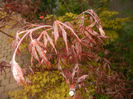 Acer palmatum Bloodgood (2016, Apr.10)