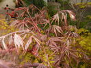 Acer palmatum Bloodgood (2016, Apr.10)