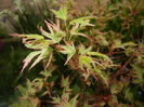 Acer palmatum Butterfly (2016, April 10)