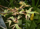 Acer palmatum Butterfly (2016, April 10)