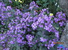 Lunaria