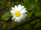 Bellis perennis (2016, April 08)