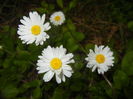 Bellis perennis (2016, April 08)