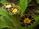 Primula elatior Gold Lace (2016, Apr.09)