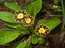 Primula elatior Gold Lace (2016, Apr.09)