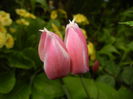 Tulipa Peppermint Stick (2016, April 11)