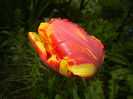 Tulipa Bright Parrot (2016, April 11)