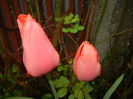 Tulipa Orange Bouquet (2016, April 11)