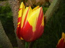 Tulipa Mickey Mouse (2016, April 12)