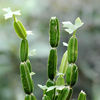 Cissus quadrangularis - achizitionat