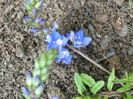 Veronica sp.