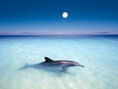 Dolphin (1)