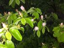 boboci de flori de gutui