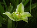 Tulipa Spring Green (2016, April 12)