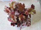 06.04.2016 Heuchera Paprika