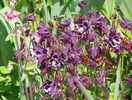 Winky Purple and White