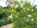 liliac alb batut