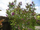 liliac Charles Joly