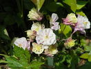 Winky Double Pink & White