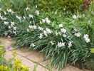 narcissus poeticus