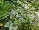 brunnera Looking Glass