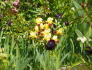 iris pumila Water Colour