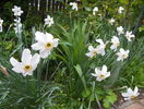 narcissus poeticus