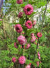 06.04.2016 Prunus triloba imbobocit