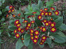 08.04.2016 primula perena