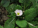 08.04.2016 primula roz deschis