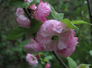 08.04.2016 prunus triloba inflorit