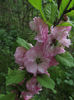 08.04.2016 prunus triloba inflorit1