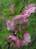 08.04.2016 prunus triloba