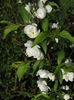 13.04.2016 Prunus glandulosa alba plena1