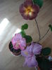 P1260107