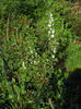 13.04.2016 Prunus glandulosa alba plena2