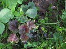13.04.2016 Heuchera Dale's Strain