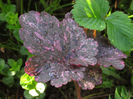 13.04.2016 Heuchera Midnight Rose