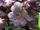 13.04.2016 Heuchera Midnight Rose1