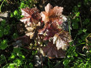 13.04.2016 Heuchera Purple Palace