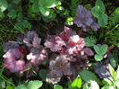 13.04.2016 Heuchera Plum Royale (stg) si Midnight Rose (drt)
