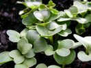 plante_verzi-t2