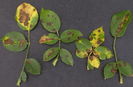 Rugina trandafirului (Phragmidium mucronatum)