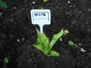 h albopicta  (2)