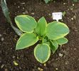 h aureomarginata  (1)