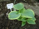 h aureomarginata  (2)