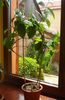 speciosum, semne de harnicie (1)