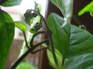 speciosum, semne de harnicie (3)