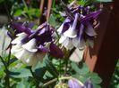 delicatele caldaruse (2)